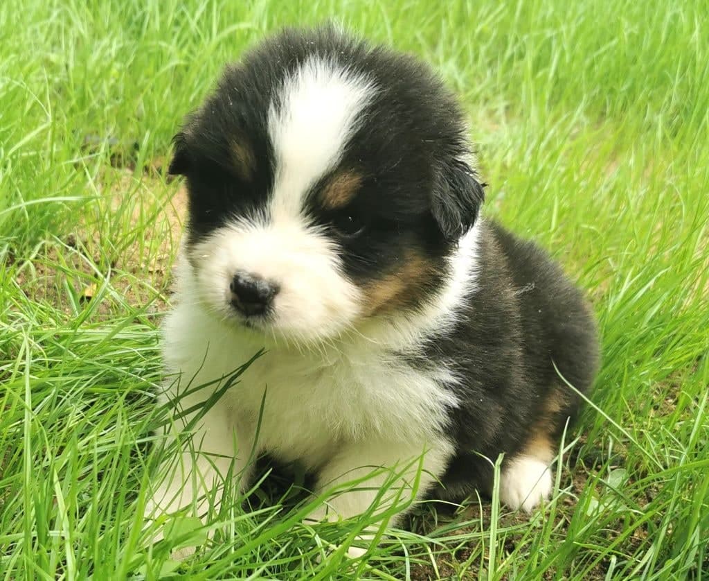 Chiot berger australien a donner à 45000 — 4 €