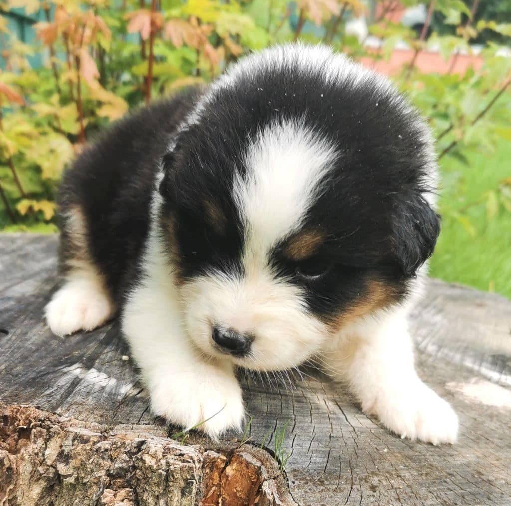 Chiot berger australien a donner — photo 2